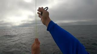 Deploying Two Baits Solo. West Coast Deep dropping for Swordfish.
