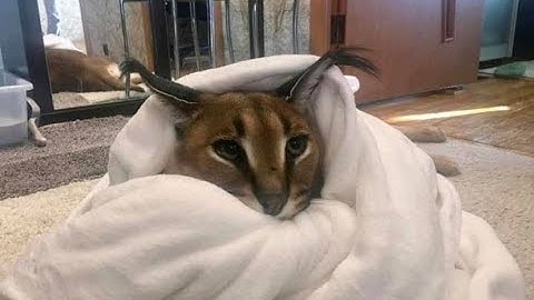 strafe jump | destiny 2