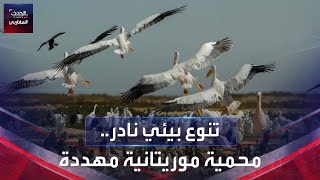 موريتانيا..آلاف الطيور المهاجرة مهددة.#الحدث_المغاربي