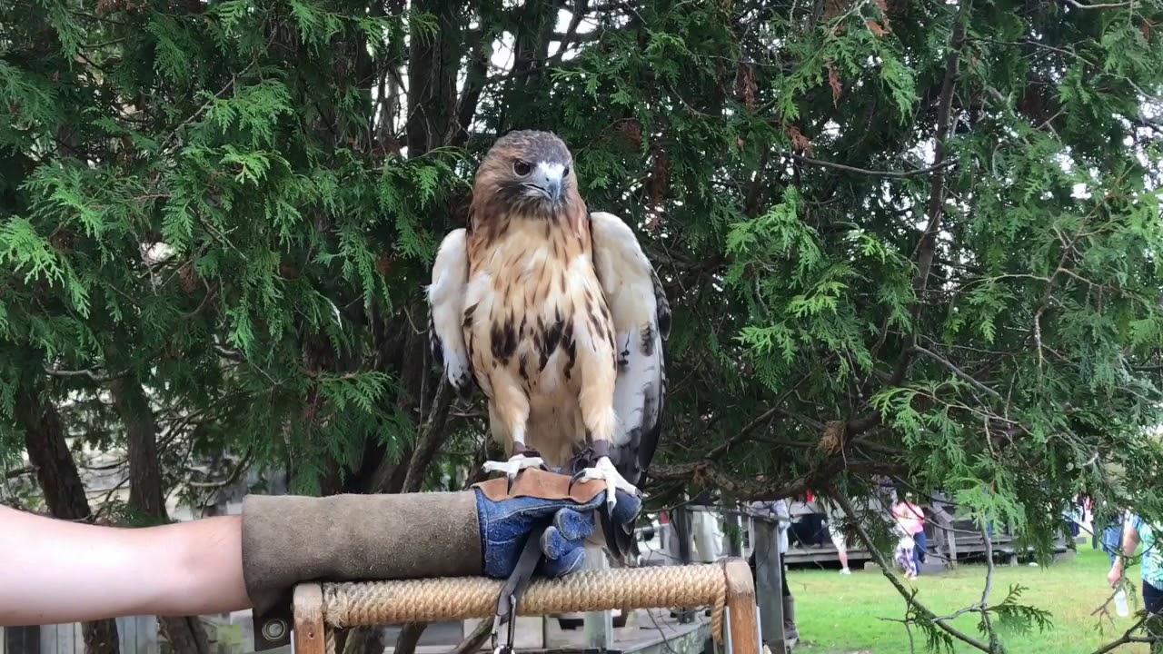 Hawk at Hocking Colleges' Robbins Crossing