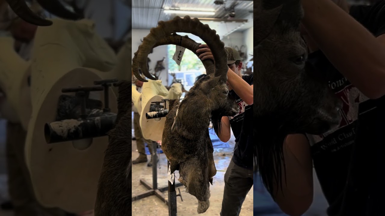 Crafting a Whitetail, Ibex, and Black Bear Mount