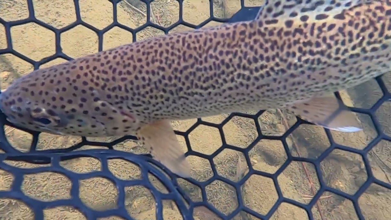 Cache la Poudre Fly Fishing Above the Hatchery in February!