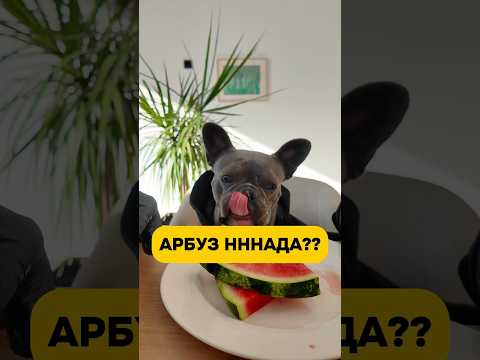 Проверка качества пройдена ✅ #собака #life #reels #shorts #cat #jokes #юмор #приколы #арбуз #funny
