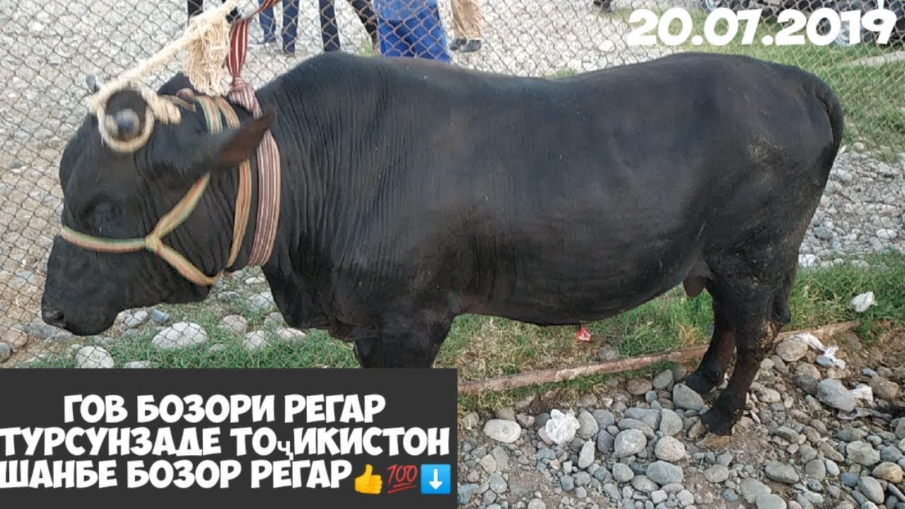 Нархи калин дар точикистон