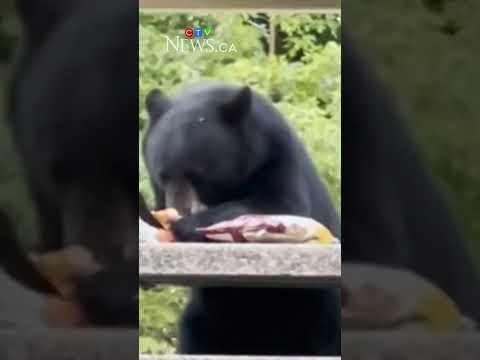 Bear Captured In Burnaby Mountain Park 