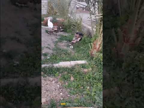 اليوم اشترينه علي شيش شوفو شحلاته ماشاء الله