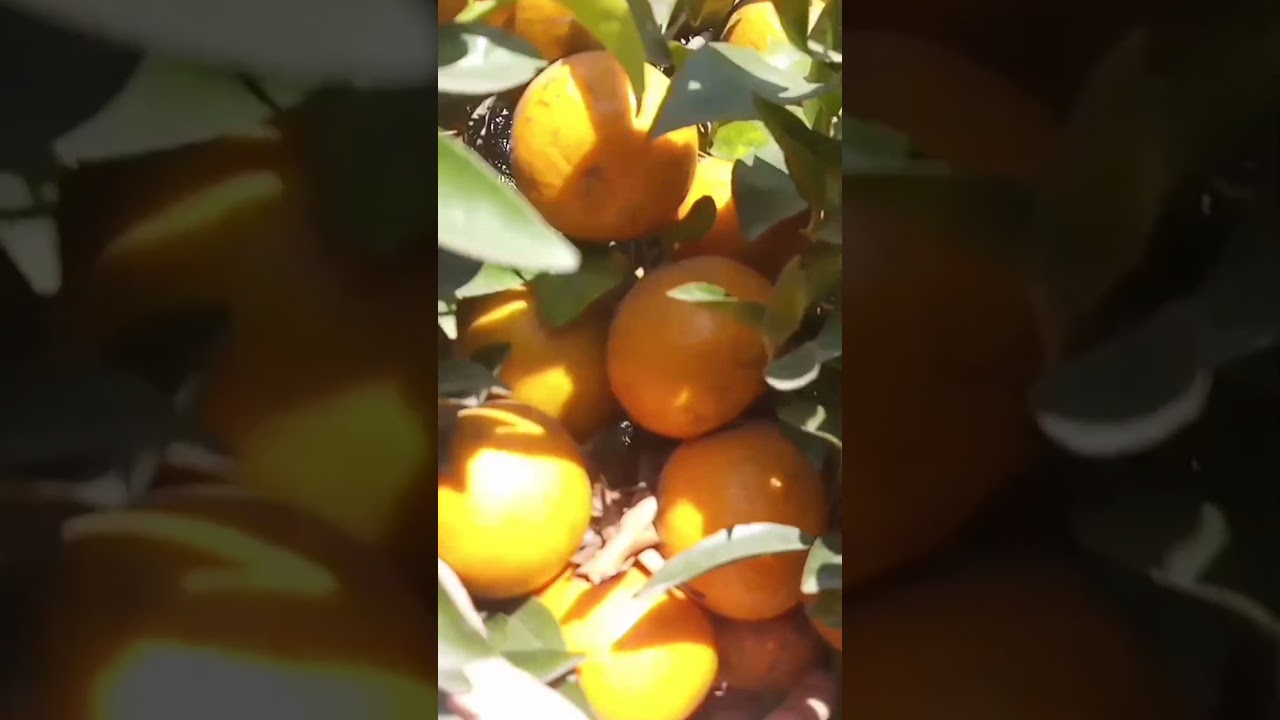 Security Guard Tent in my Farm house | Engineer Ka Bagh 