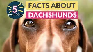 5 Surprising Facts About Dachshunds You Never Knew!