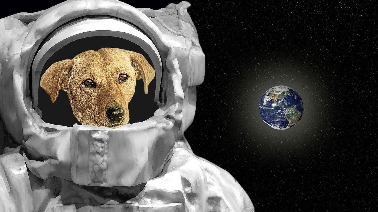 Laika the first Dog in Space