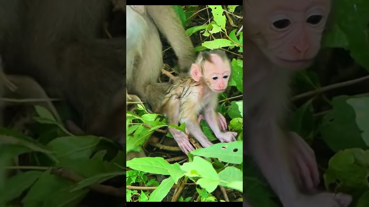 Life of Monkeys: The baby monkey cried loudly when its mother intended to leave.