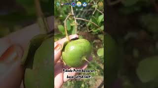 Pidada Putih Sonneratia Alba Di Pantai Kundang Wetan, Sumenep.