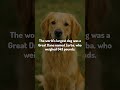 Dog Fact Thursday 🐶 | The world's largest dog was a Great Dane named Zorba...