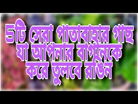 এই 5টি পাতাবাহার গাছ আপনার বাগানকে করে তুলবে কয়েকশো গুন রঙিন আর সুন্দর || top 5 beautiful plants |