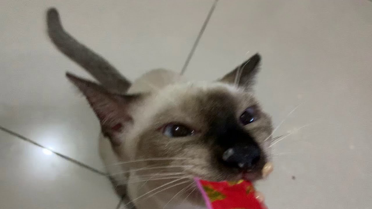 Cute Siamese Cat plays fetch the ball YouTube