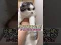 お見送りを断固拒否する猫