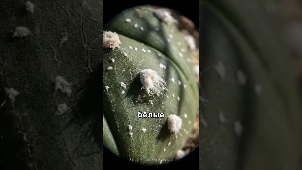 Живой бункер: Кактус без колючек