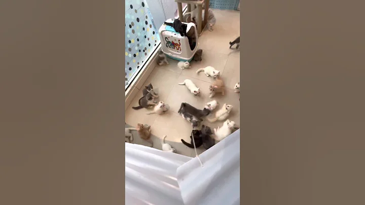 Video 3704111: british long hair, cattery british