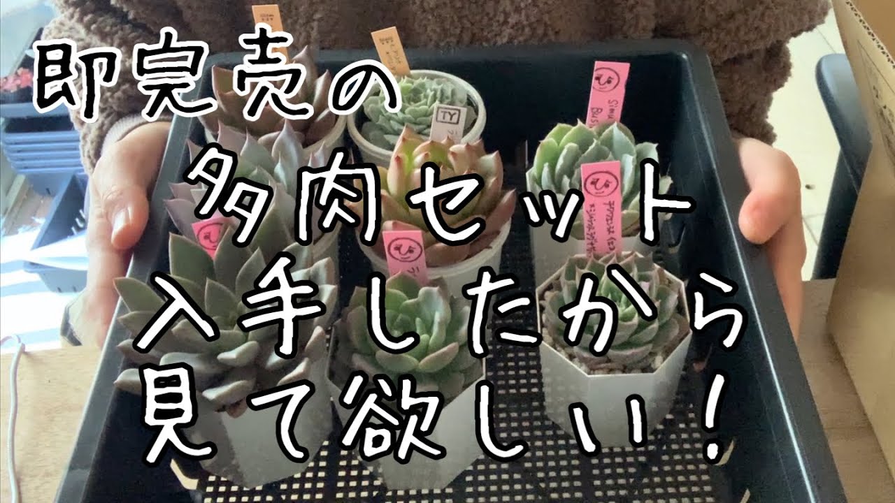 今日の多肉事】入手困難トキメキXmasセット開封！【今日の狩っ多肉