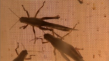 New Drug Delivery Method to the Brain is Tested in Locusts