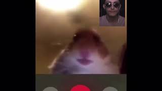 Calling A Hamster
