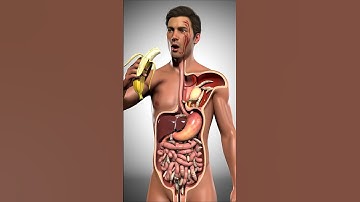 What Happens Inside Your Body After Eating banana | Realistic 3D Anatomy Explained