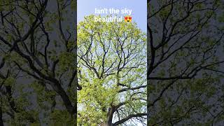 Peaceful nature video, look at the beautiful sky#nature #viral  #birdsounds #shortsfeed #shorts