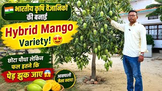 🇮🇳 भारतीय कृषि वैज्ञानिकों की बनाई Hybrid Mango Variety! 😍 छोटा पौधा लेकिन फल इतने कि पेड़ झुक जाए 