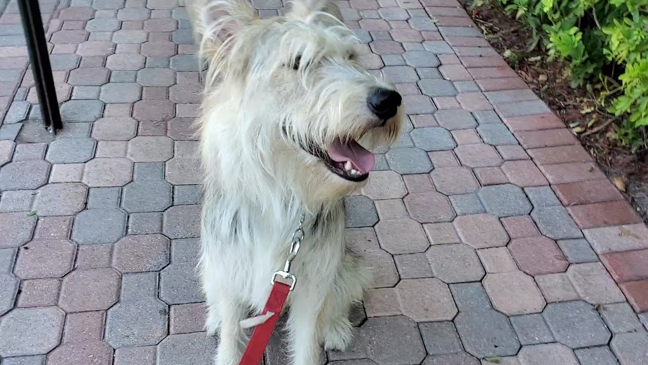 Ranting about the Stauffer adoption while I walk my cute dog because I