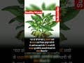 रात को सोने से पहले दो इलायची। #health #shorts