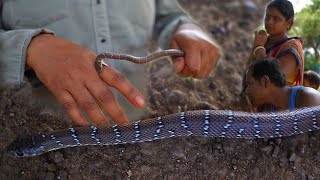 गाँव में काटा सांप, उसी सांप ने काटा आरती को, बाबा ने दिया ऐसी जड़ी इस वीडियो से बचेगी कई जान Snake