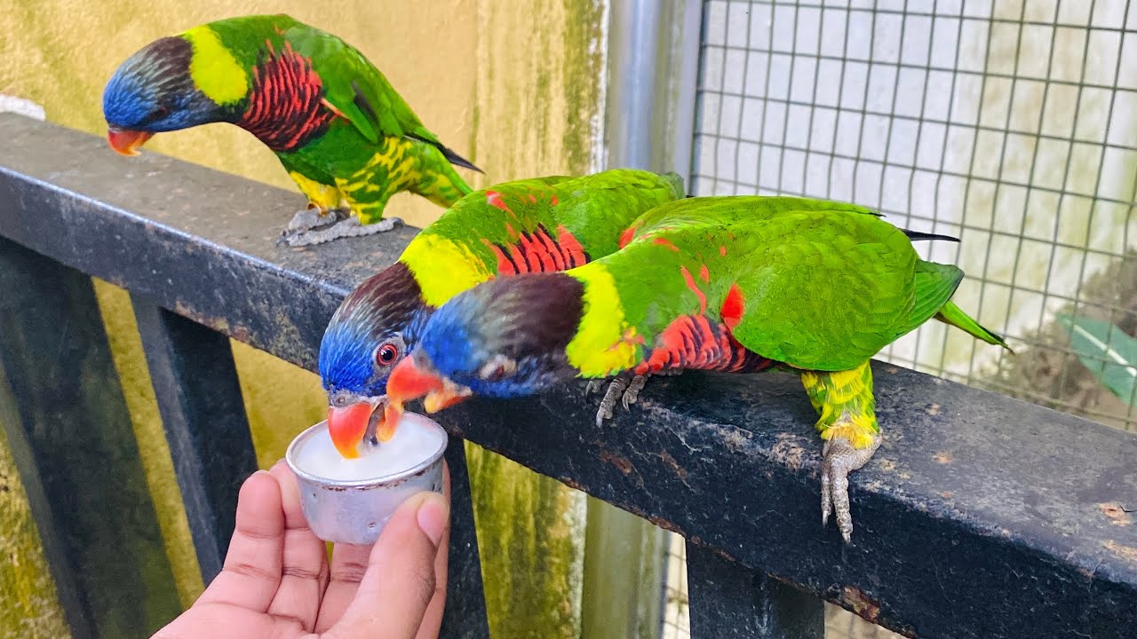 Kuala Lumpur Bird Park What you can SEE and DO here YouTube