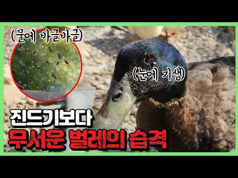 <strong>파리의</strong> 몸에 숨어 이동하는 기생충.. 이거 보셨나요 ㄷㄷ