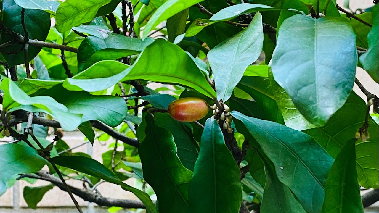 miracle-fruit-1kg-4-lakh-rupee-ivlo-expensive-fruit-ah-tamilvlog