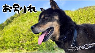 山奥で保護した迷子犬　がびまるとお別れする事になりました