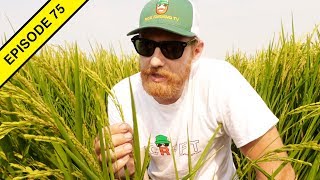 Dissecting a Rice Plant in Search of its Head!
