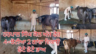 14 April 2026ਫੋਨ 99145=94925👈 ਹਰਪਾਲ ਸਿੰਘ ਕੋਲ ਅੱਜ ਛੋਟੇ ਛੋਟੇ ਭਾਅ ਆਲੀਆ 😲😲😲