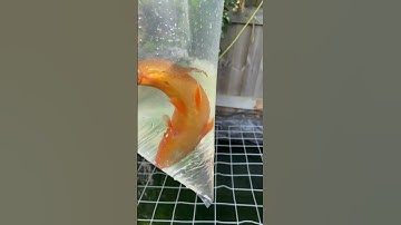 New addition to the pond #koicarp