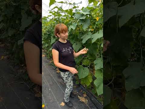 Почему огурцы горькие?