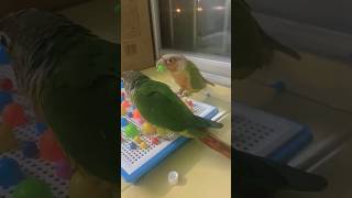 This mushroom-shaped pin is stuck in the parrot's beak. It needs help. #parrot #birds #shorts #pets