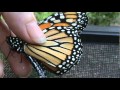 Monarch butterfly tagging