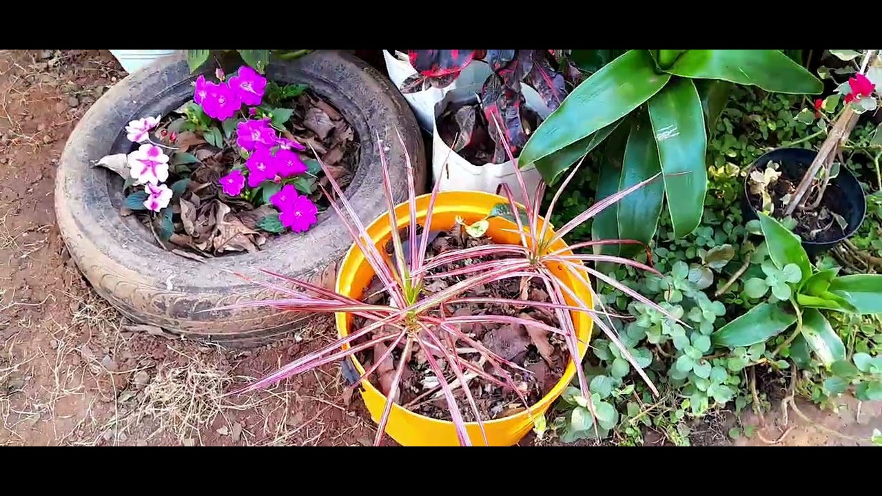 Plantas que deixa nosso cantinho Corolorido.