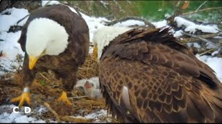 Fort St Vrain Eagles~ A Feeding By Mom-Gives Pa a Break From Day Care Duty_4/21/24 by chickiedee64 158 views 2 weeks ago 11 minutes, 7 seconds