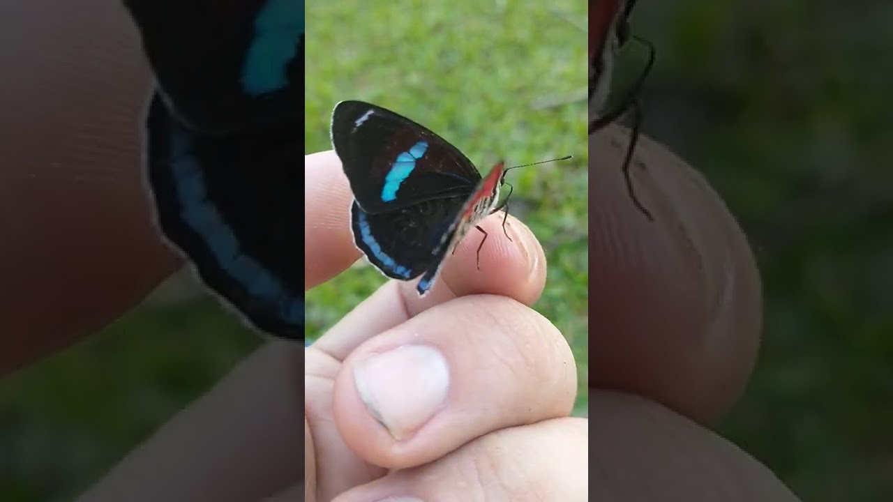 I made a friend in Brazil! (the 88 butterfly)
