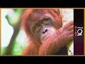 🇦🇺 The Orangutan Whisperer | 101 East