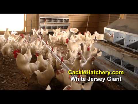 white jersey giant chicken