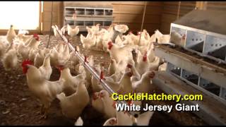 jersey giant chicken white