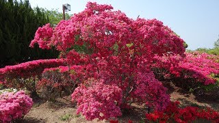 ”久留米 百年公園のつつじ 2019” 約12万本のツツジが見事です！ - Azalea Garden at Kurume Hyakunen Park