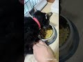 目が見えない保護猫 #保護猫#猫#shorts