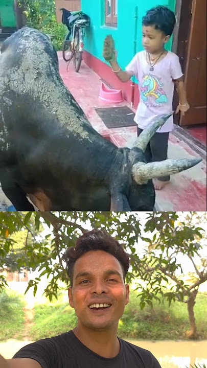 Child And Bull Love 😎❤️ Sigma rule | inspirational quotes motivational quotes #shorts #motivational