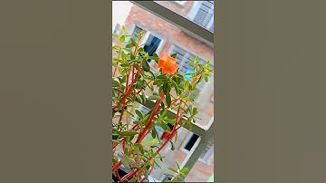 A Lazy Afternoon  short  #shortstories #shorts #shortsfeed #shortvideo #youtubeshort #2022